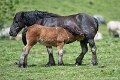 animaux3 (3)